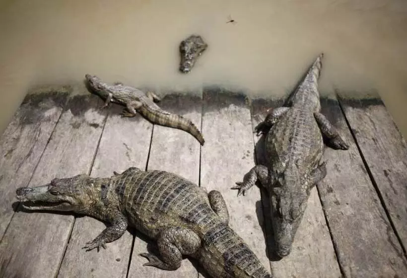 Hotelli Amazon Queen Lodge