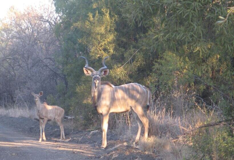 בית מלון כפרי Modikgweng Lodge