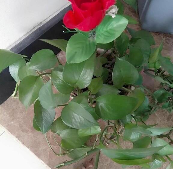 בית מלון כפרי 7days Inn Anji Centre