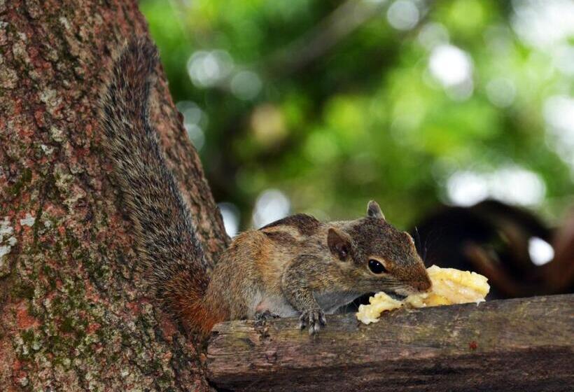 ホテル Hikkaduwa Blue Ocean