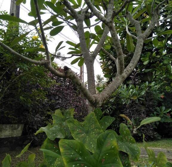 ホテル Hikkaduwa Blue Ocean