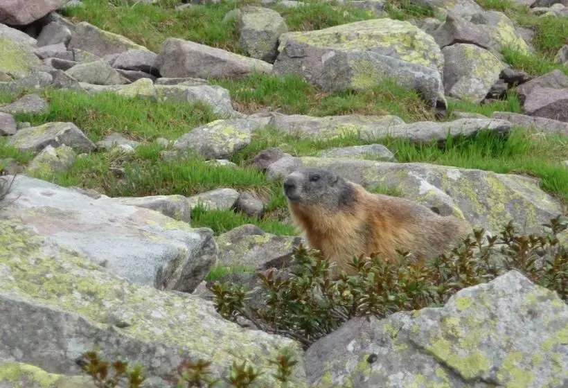 ホテル Albergo Vezzana