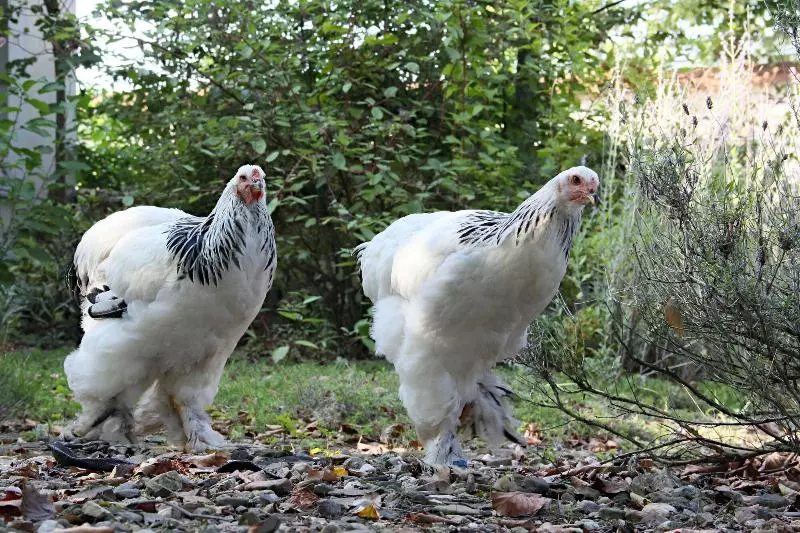 ホテル Auberge De Provence