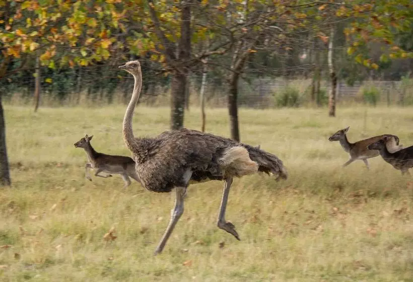 هتل Airport Bird & Game Lodge