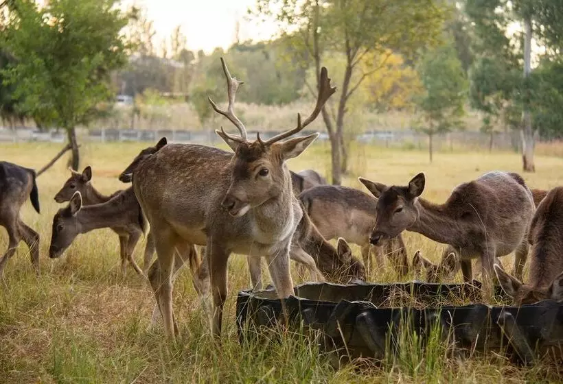 هتل Airport Bird & Game Lodge