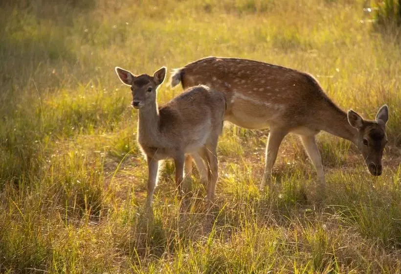 هتل Airport Bird & Game Lodge
