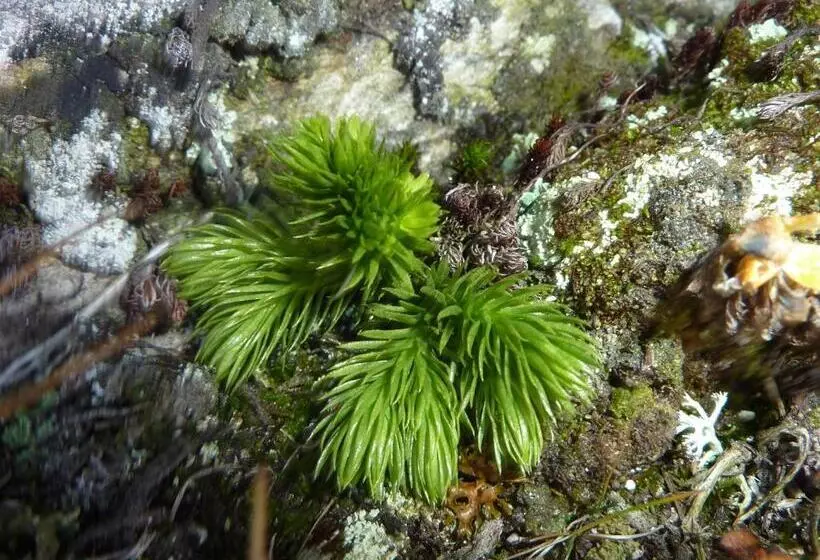 ベッドアンドブレックファースト Cafe Schneider
