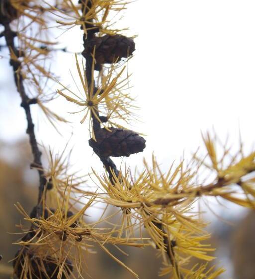 Bed and Breakfast Cafe Schneider