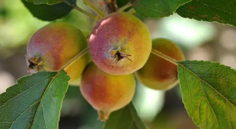 Hotel Quinta Da Cova Do Milho