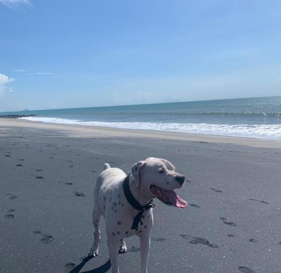 ホテル Casa Swell Coronado A Unique Blend Of Luxury And Nature In The Hearth Of Coronado