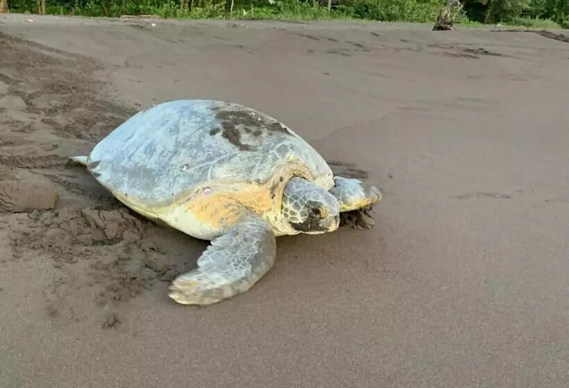 Aamiaismajoitus (B&B) Casa Caribe
