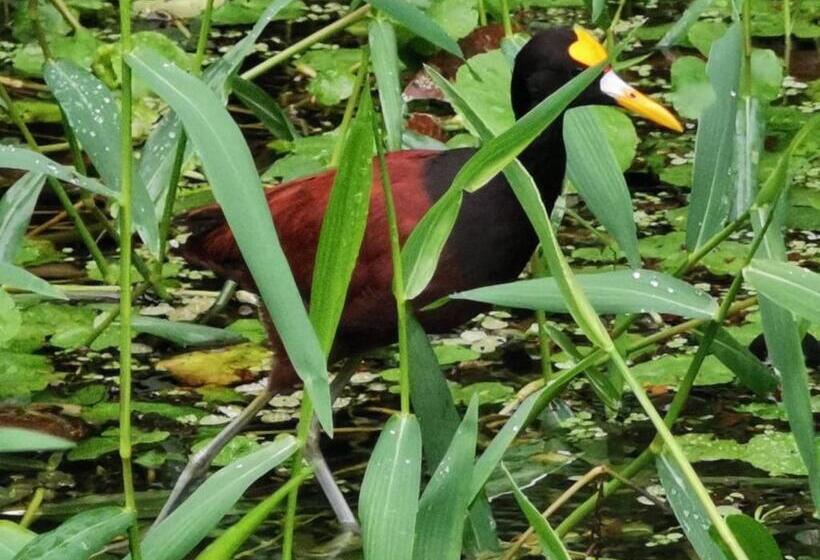 تختخواب و صبحانه Casa Caribe