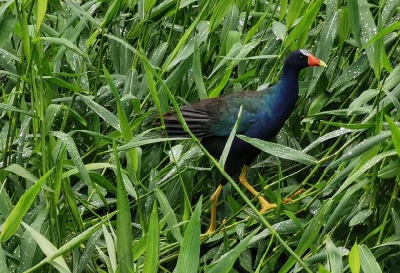 تختخواب و صبحانه Casa Caribe