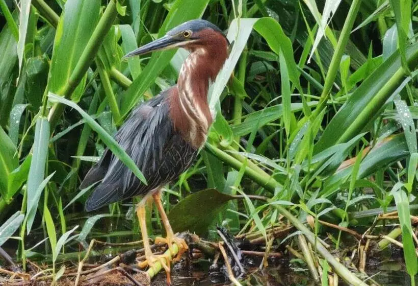 Aamiaismajoitus (B&B) Casa Caribe