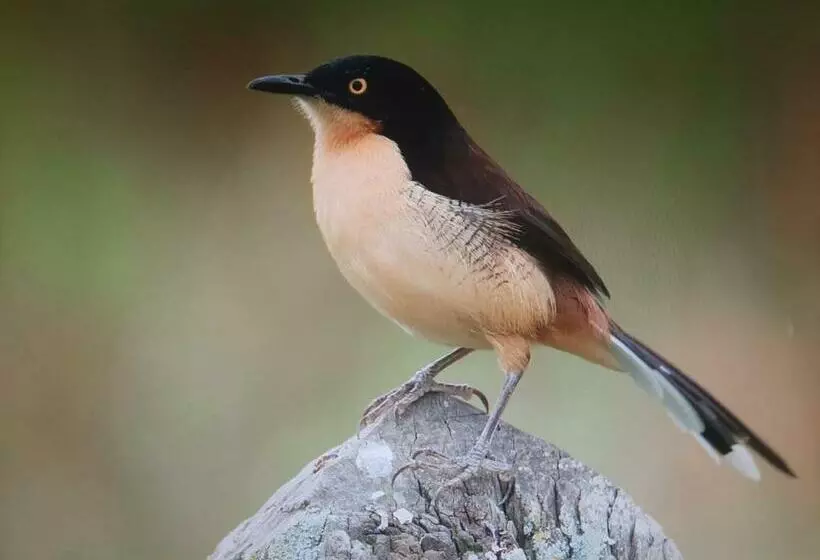 هاستل Posada Del Angú