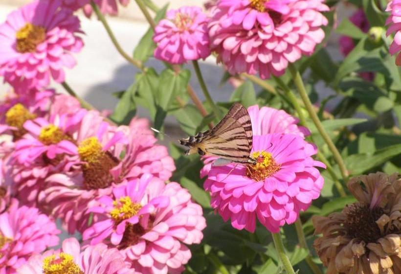 Dimitrakis Apartments