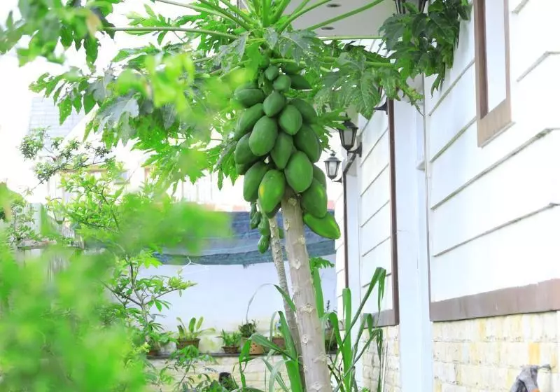 هتل Hoai Huong Homestay