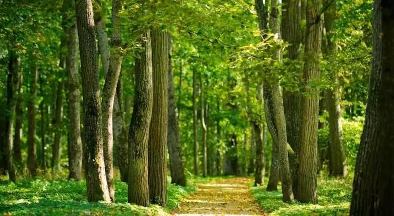 בית מלון כפרי Breaffy Woods