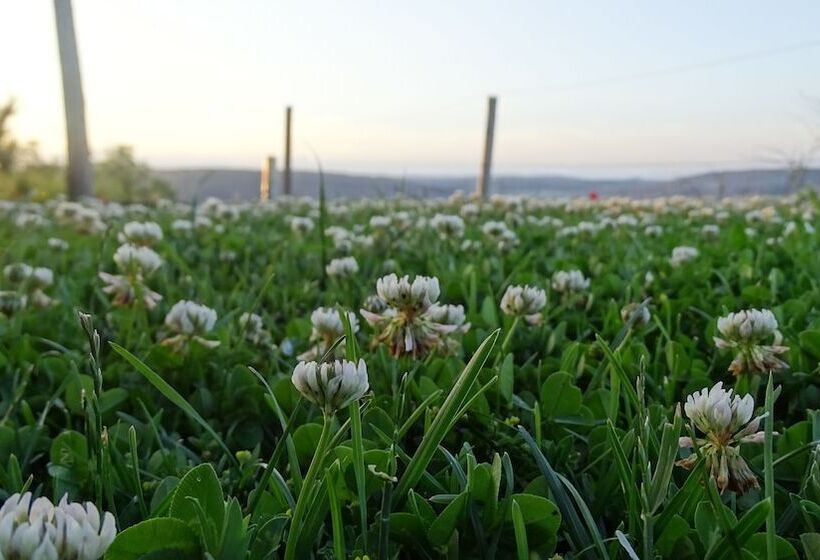 田舎風ホテル Cardamomo Sigüenza