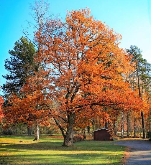 בית מלון כפרי Uddeholms L