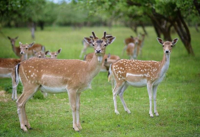 هتل Bistrampolis Manor