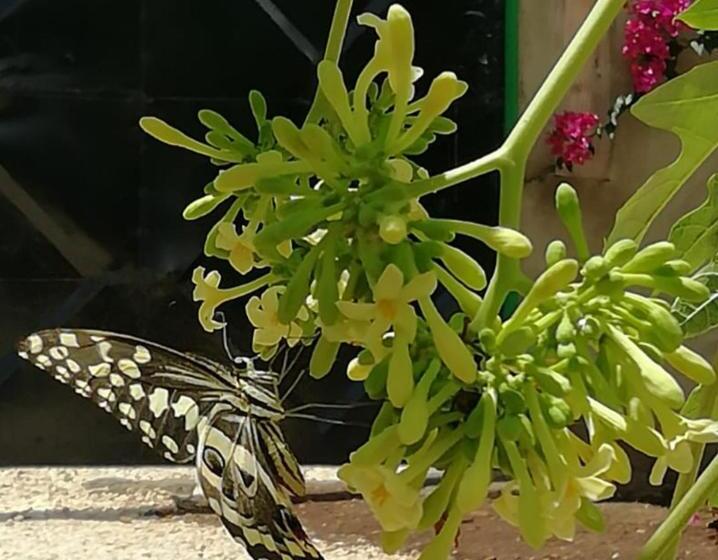 مبيت وإفطار Kendwa Carletto Style