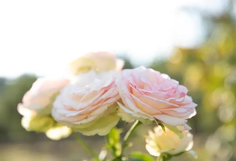 Hotelli Le Ali Del Falco