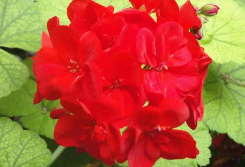 Hostal Boutique Los Geranios Del Pinar