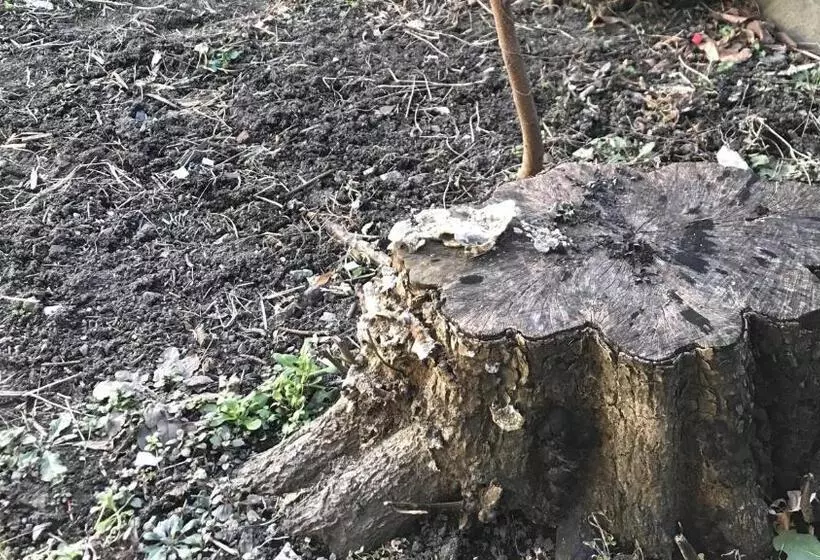 پانسیون Hostel みんか松本