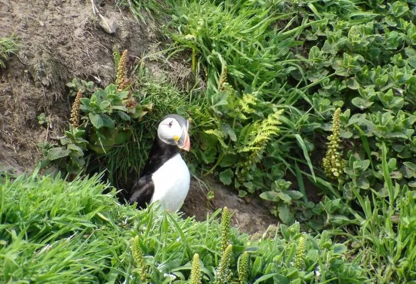 בית מלון כפרי The Brown Trout