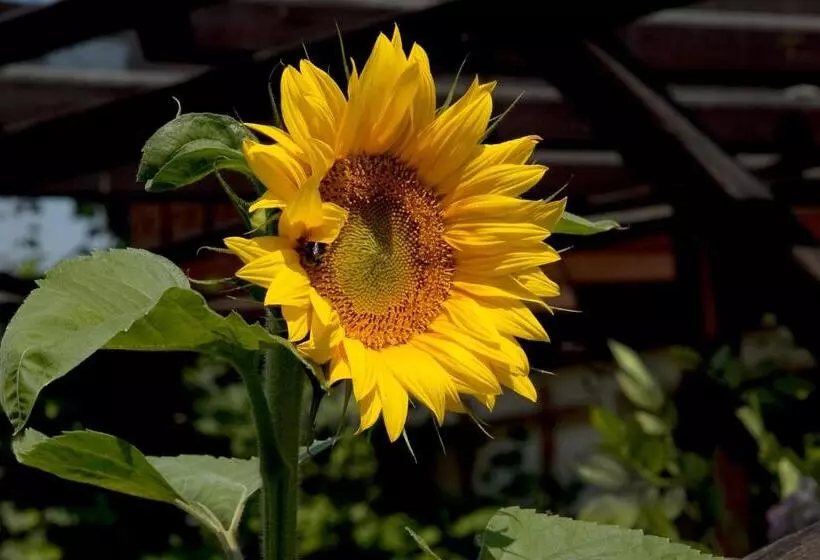 Отель Gästehäuser Anni Ehrndorfer