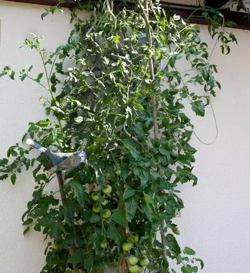 Отель Gästehäuser Anni Ehrndorfer