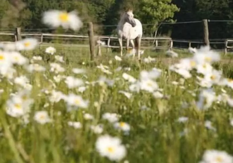 Gut Sarnow   Hotel Und Restaurant