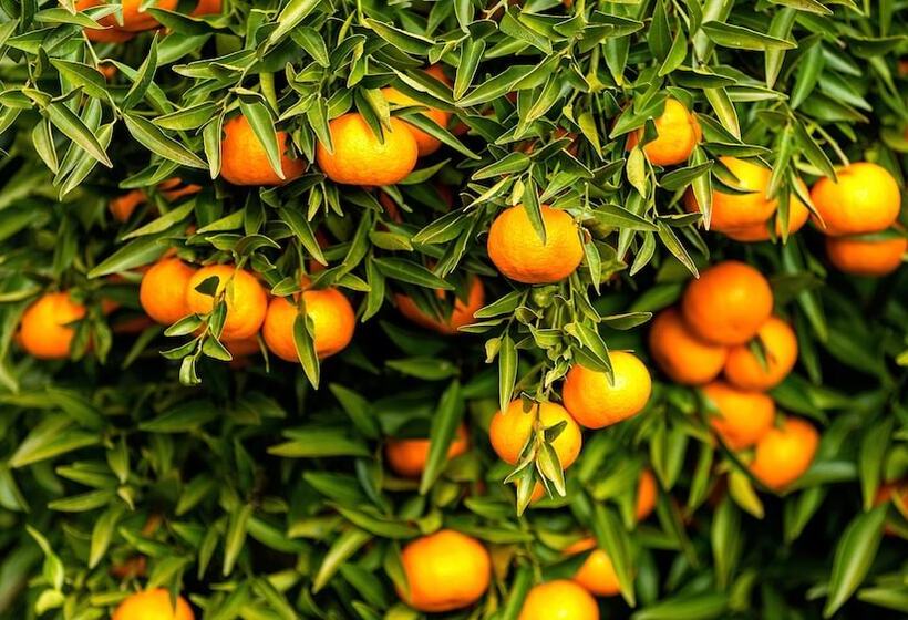 乡村酒店  Douro Palace Hotel Resort & Spa