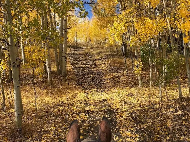 Aamiaismajoitus (B&B) Vista Verde Ranch All Inclusive   Lodge Room