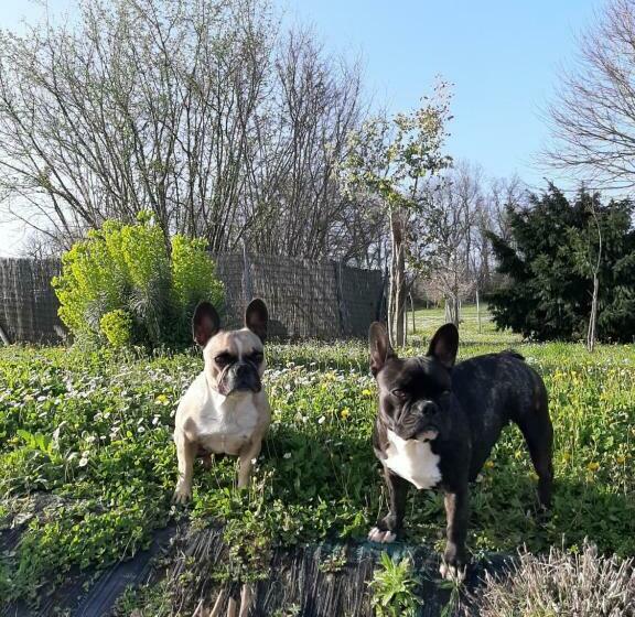 بنسيون La Mirabelle