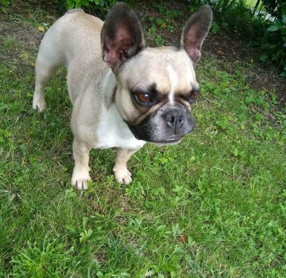 بنسيون La Mirabelle