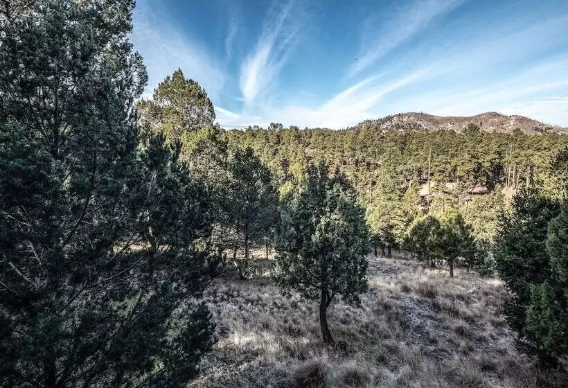 Wine N Pines