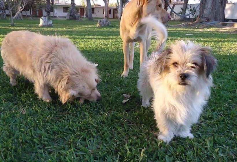 호텔 La Maison Suisse