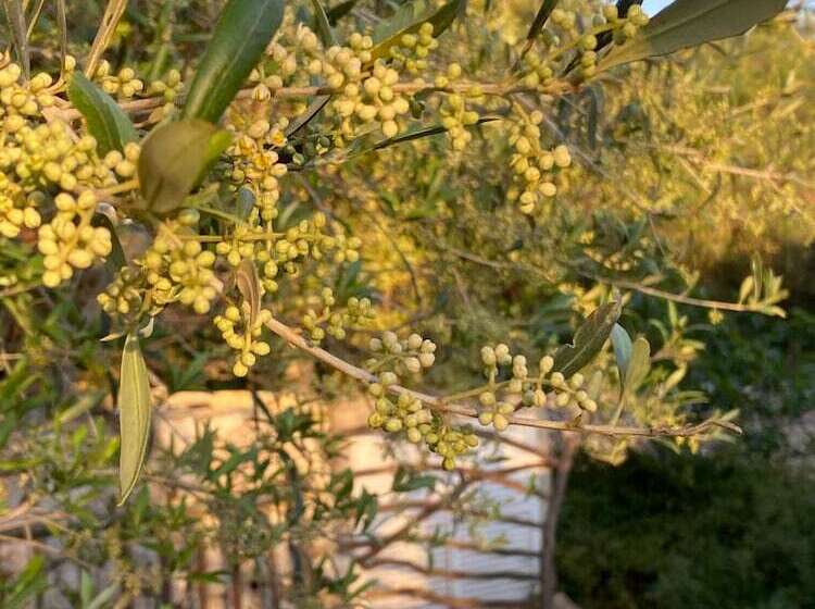 ホテル Agroturismo Malbuger Nou Menorca Adults Only