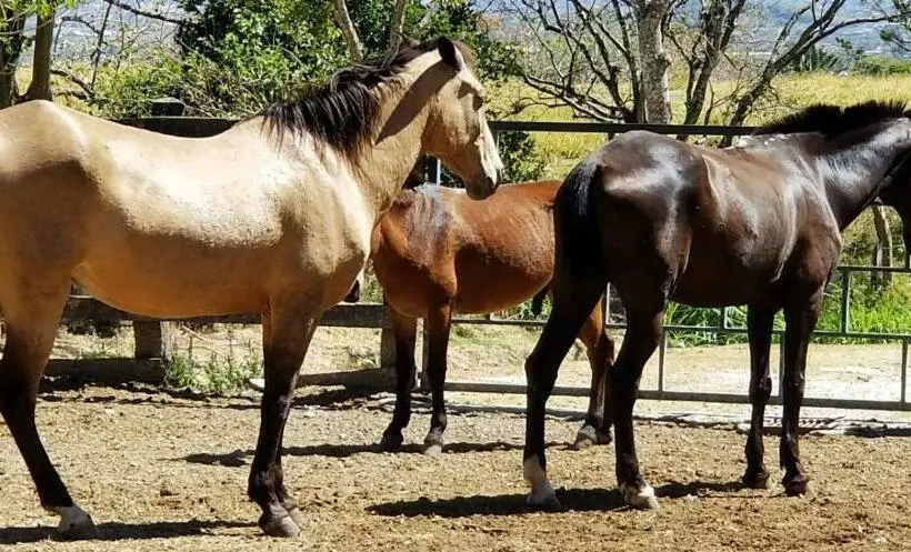 Hotelli Hacienda El Rodeo