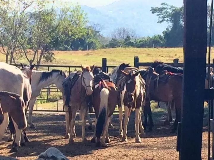 Hotelli Hacienda El Rodeo