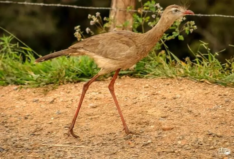 Majatalo Chalés Kayoá