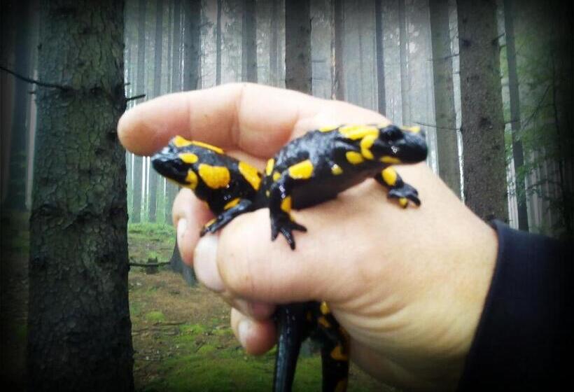 פנסיון Penzion Edelštejn