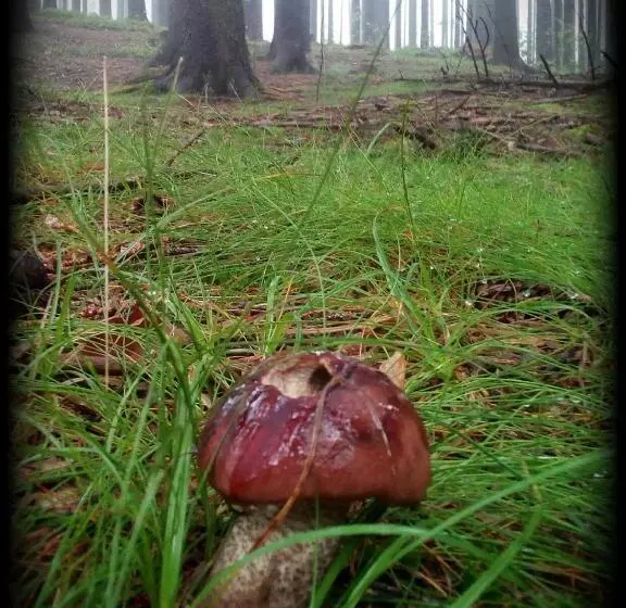 Majatalo Penzion Edelštejn