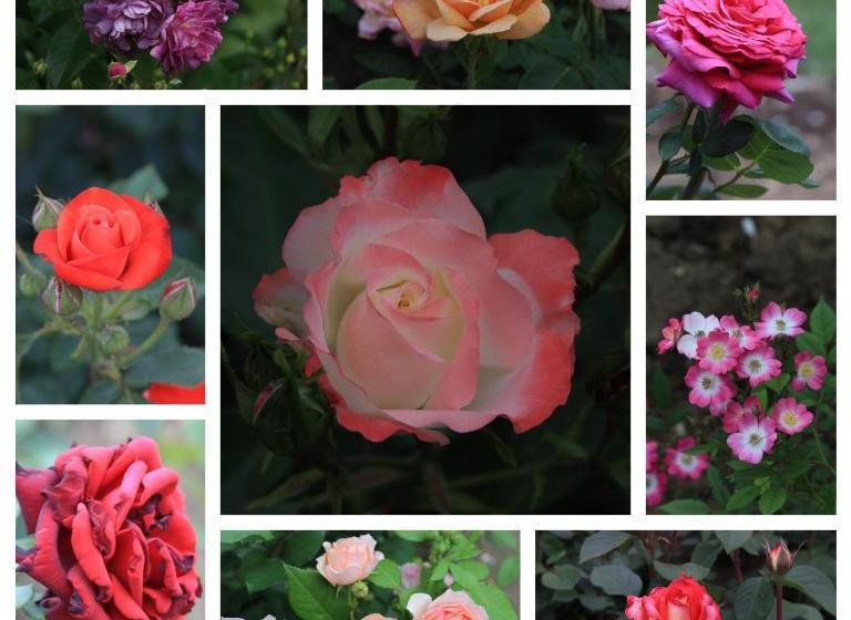 بنسيون Penzion Roseta