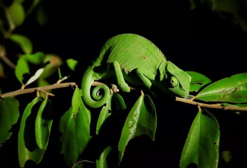 Hotelli Ivory Wilderness River Rock Lodge