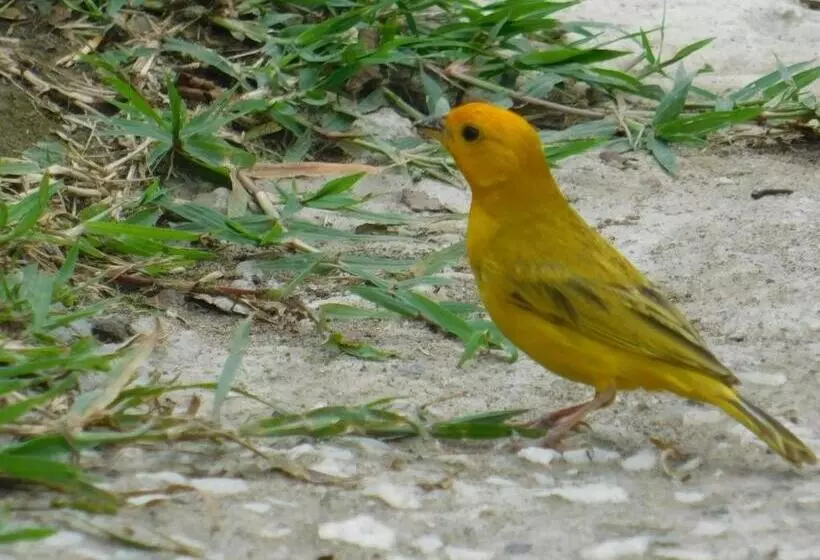 Majatalo Casa Campo Alojamiento Campestre Para Descanso En Calarcá Quindío