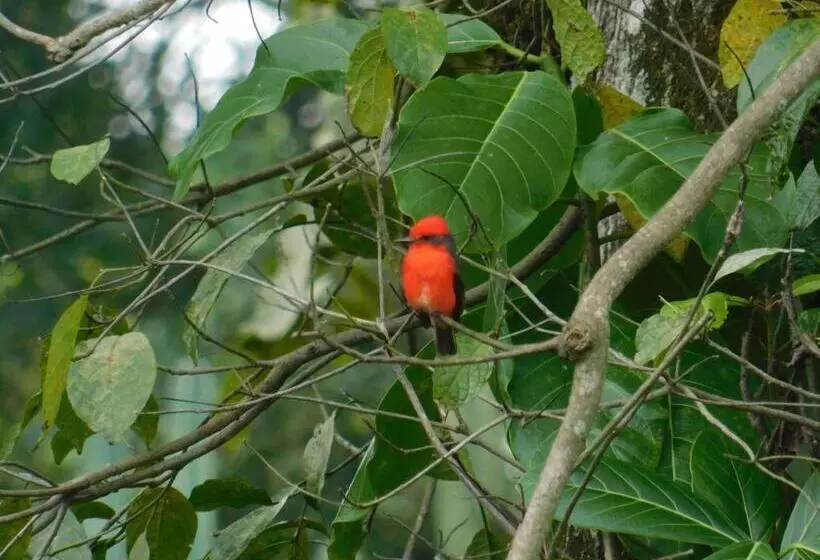 Majatalo Casa Campo Alojamiento Campestre Para Descanso En Calarcá Quindío