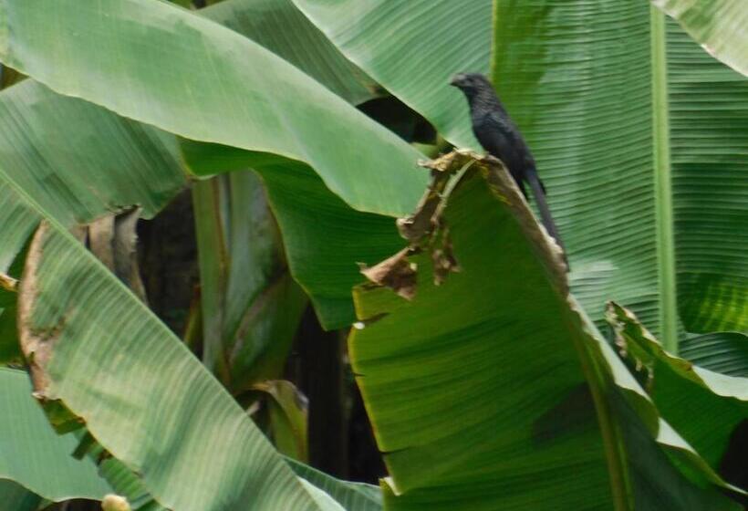 Pension Casa Campo Alojamiento Campestre Para Descanso En Calarcá Quindío